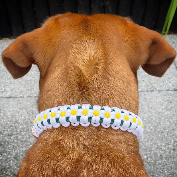 Daisy | The Daisy Chain Collection | Handmade Collar